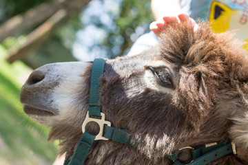 Closeup of the muzzle of a donkey and her baby, patting the animal