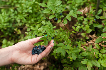 Fresh berry blueberries in the hands of the girls on the background of green leaves in the forest.