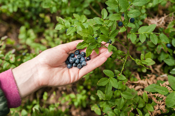 Fresh berry blueberries in the hands of the girls on the background of green leaves in the forest.