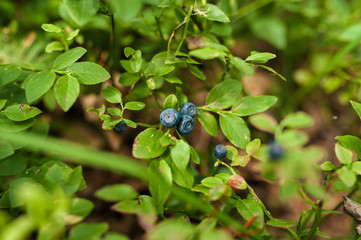 Little bush of ripe blueberry