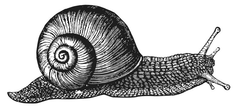 Snail - Mollusca #vector #isolated - Schnecke
