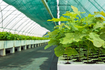 Fototapeta na wymiar seedlings of oak and other forest cultures in the greenhouse for cultivation of planting material