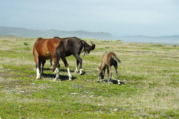 Chevaux et leur poulain