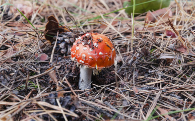 mushroom with red cap, fly agaric