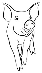 Набросок маленького поросенка.