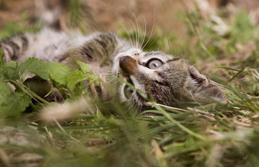 Cute tabby kitty laying on grass on it's back, close up shot