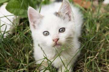Naklejka na ściany i meble Adorable white kitty sitting in grass and looking up with it's big beautiful eyes, close up shot