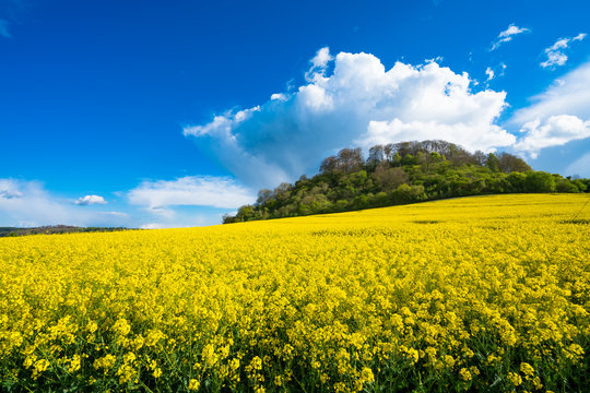 Beautiful landscape of bright yellow rapeseed in spring. Rapeseed (Brassica napus) oil seed rape