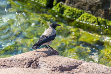 Bird on rocks