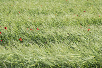The field of young wheat, background