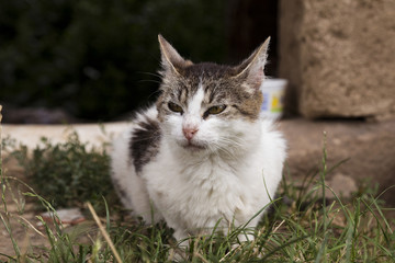 Naklejka na ściany i meble Stray female cat sitting lonely on grass, looking sad