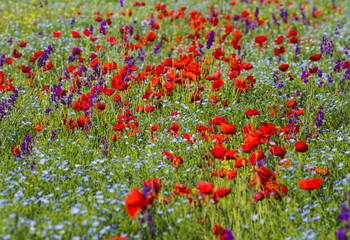 Fototapeta premium Beautiful bright flowering field