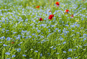 The field of the blossoming flax