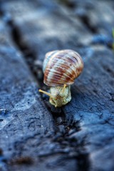 Snail