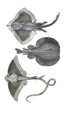 Illustration of a Stingray