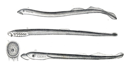 Oceanic and marine fish.