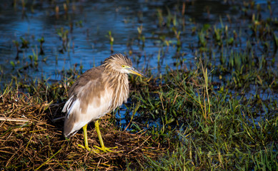 Pond Herons