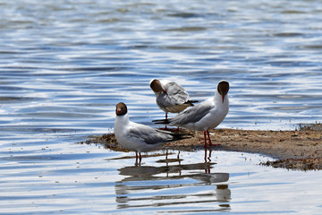 Brown-headed gulls (Chroicocephalus brunnicephalus) on the shore of lake Manasarovar. Tibet