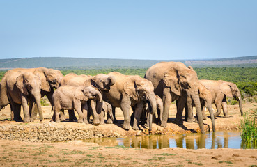 Fototapeta premium Elephants herd drinking water, Addo elephants park, South Africa