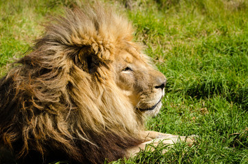 Lion male portrait closeup, Kruger National Park, South Africa