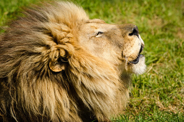Lion male portrait closeup, Kruger National Park, South Africa