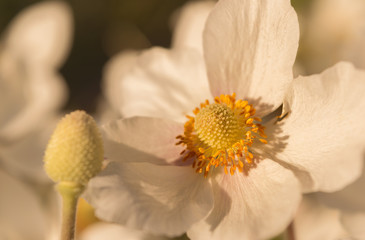 japanische Herbst-Anemone in der Abendsonne