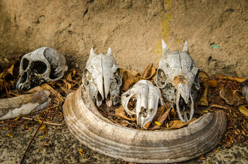 Skulls of a monkey and little antelope, Kruger park South Africa