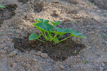 Sprout of young zucchini growing in vegetable garden