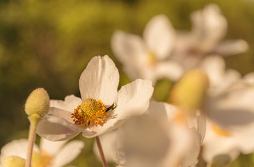 japanische Herbst-Anemone in der Abendsonne