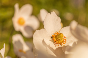 japanische Herbst-Anemone in der Abendsonne