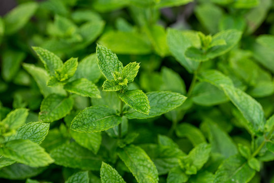 Dense feuillage de menthe dans le jardin, plante aromatique riche en menthol appréciée en cuisine ou dans le thé