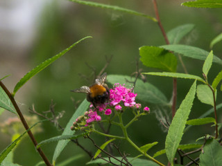 Bumblebee and flowers
