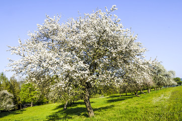 Apple tree in bloom, Austria, Lower Austria, Wachau