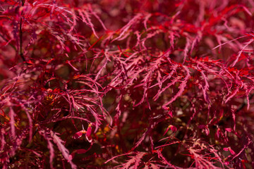 Naklejka premium Texture de feuillage d'un érable avec de longues feuilles magenta pouvant évoquer la couleur rouge de l'automne