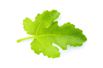 Image of green leaf on white background. Nature.