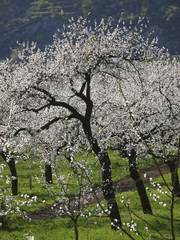Apricot blossom in Wachau, Austria, Lower Austria, Wachau