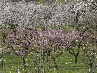 Fototapeta premium Apricot blossom in Wachau, peach blossom in foreground, Austria,