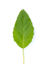 Image of green hot basil leaves on white background. Nature.