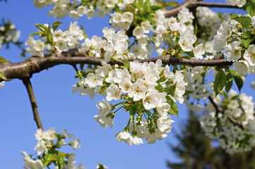 Cherry tree, blossom