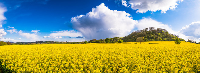 Beautiful panorama of field of bright yellow rapeseed in spring. Rapeseed (Brassica napus) oil seed...
