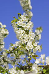 Cherry tree, blossom