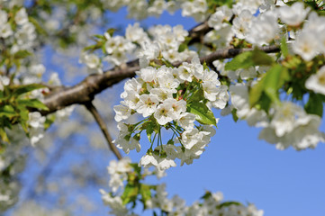 Cherry tree, blossom