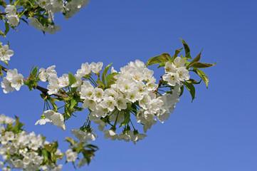 Cherry tree, blossom