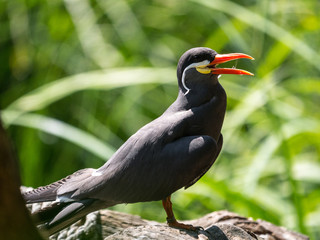 Oiseau