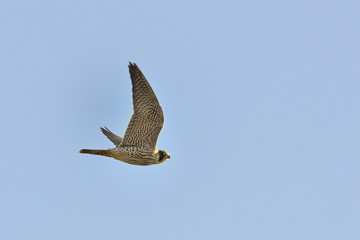 Peregrine Falcon (Falco peregrinus), Greece	
