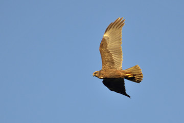 Marsh Harrier (Circus aeroginosus), Crete	
