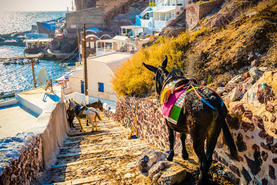 Donkey taxis in Santorini, Greece