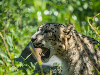 Panthère des neiges