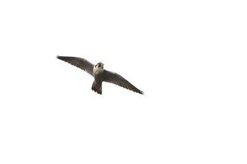 Peregrine Falcon (Falco peregrinus), Greece	