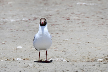 Brown-headed gull (Chroicocephalus brunnicephalus) on the shore of lake Manasarovar. Tibet